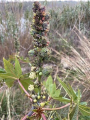 Ricinus communis