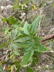 Ricinus communis