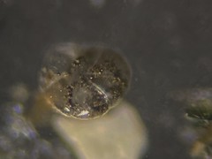 Alabaminella weddellensis