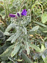 Echium sabulicola decipiens