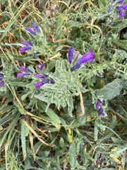 Echium sabulicola decipiens