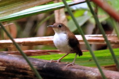 Microcerculus marginatus