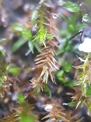 Didymodon rigidulus