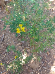 Crotalaria longirostrata