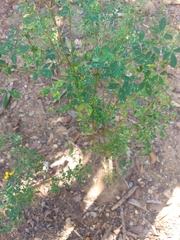 Crotalaria longirostrata