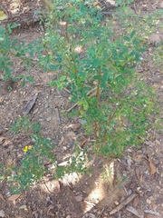Crotalaria longirostrata