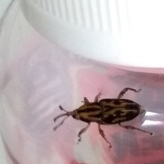 Metamasius hemipterus