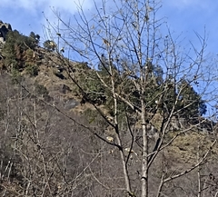 Pterorhinus albogularis