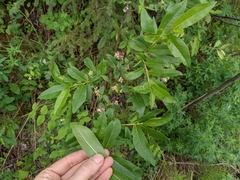 Salix pseudomyrsinites