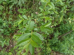 Salix pseudomyrsinites