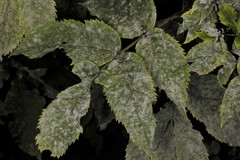 Erysiphe vanbruntiana