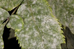 Erysiphe vanbruntiana