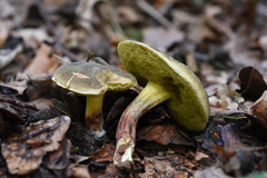 Xerocomellus