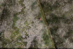 Erysiphe vanbruntiana