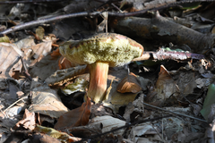 Xerocomellus