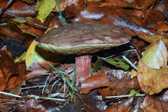 Xerocomellus