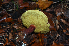 Xerocomellus