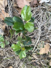 Ribes viburnifolium