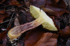 Xerocomellus