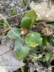 Ribes viburnifolium