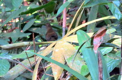 Tyranneutes