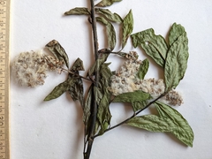 Salix pseudomyrsinites