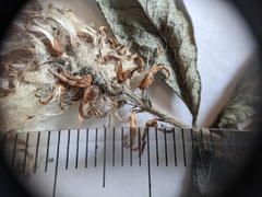 Salix pseudomyrsinites