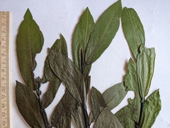 Salix pseudomyrsinites