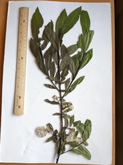 Salix pseudomyrsinites