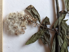 Salix pseudomyrsinites