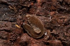 Australopacifica nichollsi