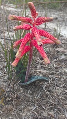 Lachenalia punctata