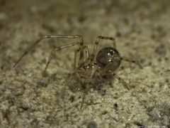 Nesticidae
