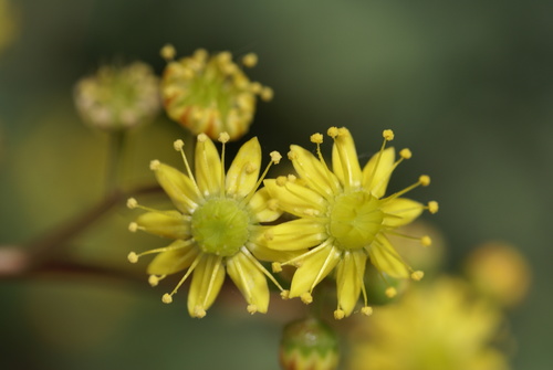 Viscid Houseleek