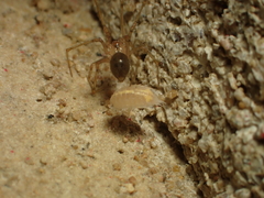 Nesticidae