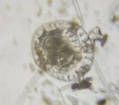 Patellina corrugata