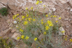 Senecio flaccidus douglasii