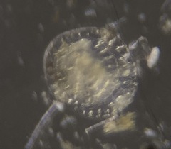 Patellina corrugata