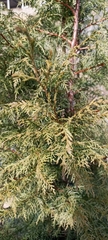 Cupressus torulosa