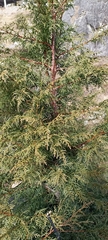 Cupressus torulosa