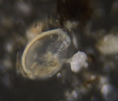 Fissurina