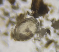 Fissurina