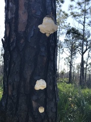 Bondarzewiaceae