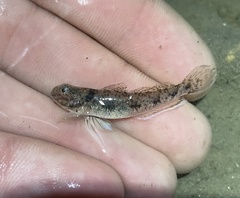 Ctenogobius boleosoma