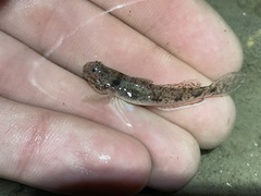Ctenogobius boleosoma