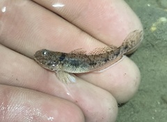 Ctenogobius boleosoma