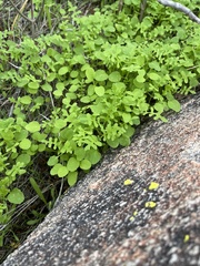 Pterostegia drymarioides