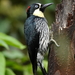 Colombian Acorn Woodpecker - Photo (c) desertnaturalist, some rights reserved (CC BY), uploaded by desertnaturalist