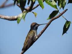 Heliomaster constantii pinicola