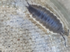 Porcellio hoffmannseggii